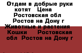 Отдам в добрые руки котят › Цена ­ 5 - Ростовская обл., Ростов-на-Дону г. Животные и растения » Кошки   . Ростовская обл.,Ростов-на-Дону г.